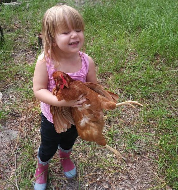 Aksi Bocah Bermain Dengan Hewan Ternak